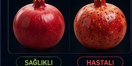Nar hastalık tespiti sağlıklı ve hastalıklı karşılaştırma