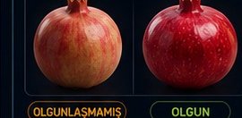 Nar olgunluk tespiti olgunlaşmamış ve olgun karşılaştırma